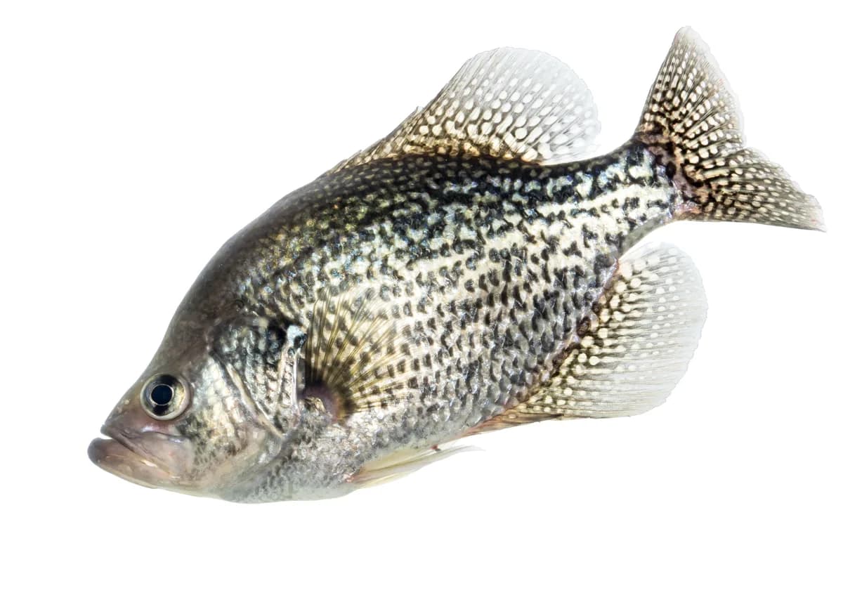 Photo of a black crappie, a deep-bodied silvery panfish with irregular black speckling.