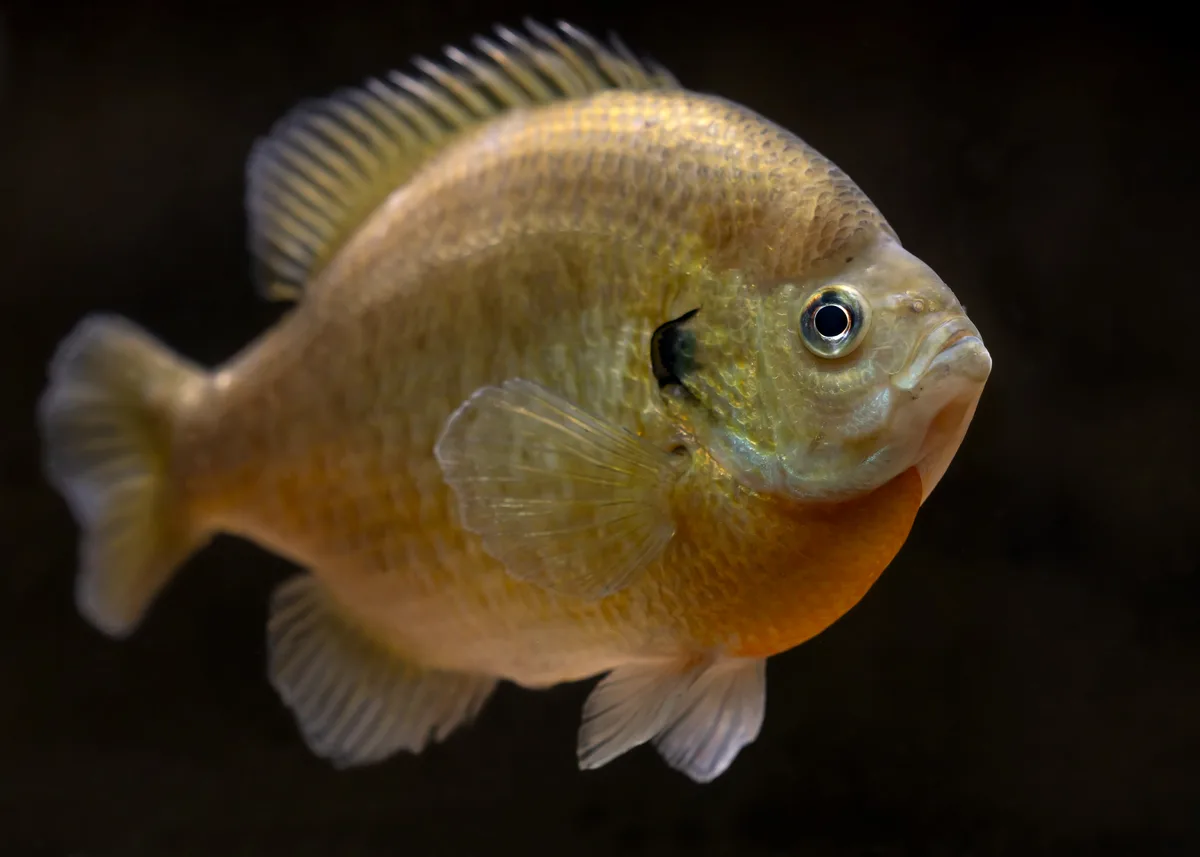 Photo of a bluegill, a round flattened panfish with a dark blue-black gill flap and a dark blotch at the dorsal fin base.