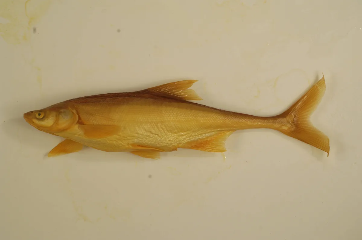 Photo of a bonytail chub, a slender streamlined minnow with a narrow caudal peduncle, native to the Colorado River basin.
