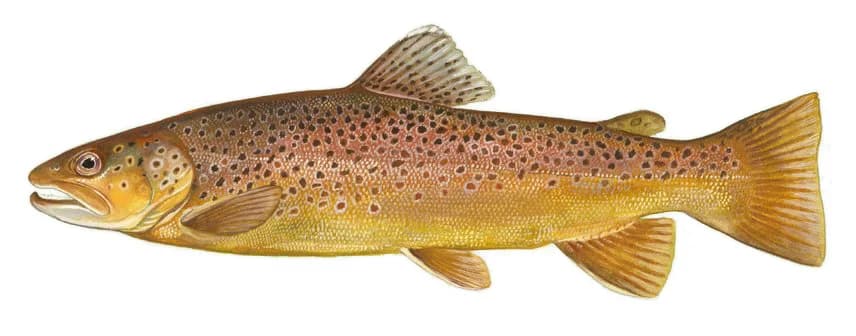 Illustration of a brown trout, golden-brown body with dark and red spots along the flanks.