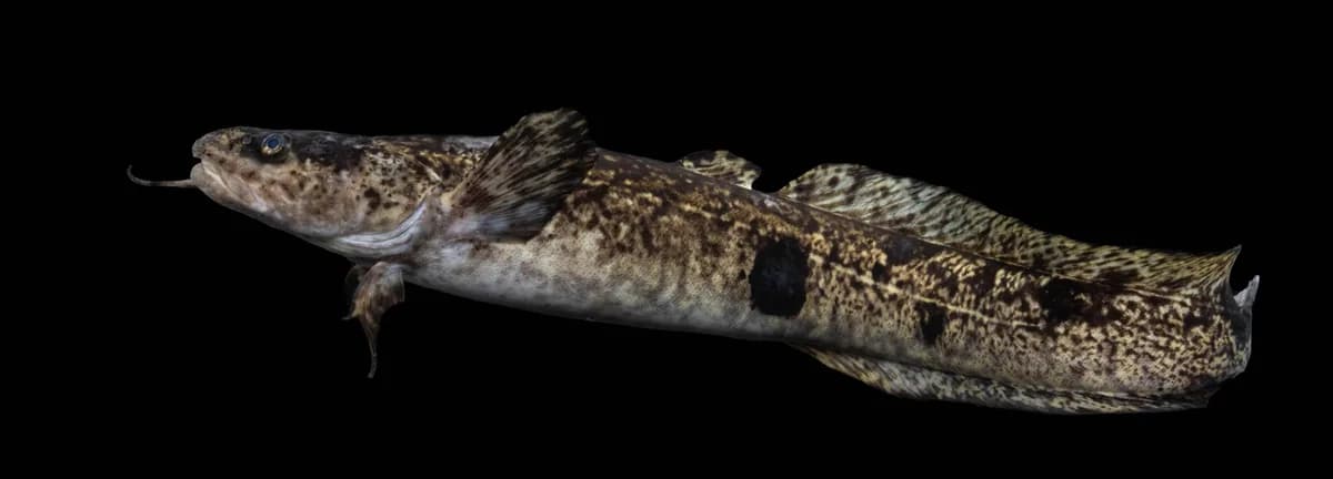 Photo of a burbot, an eel-like, mottled brown freshwater fish with a single chin barbel.