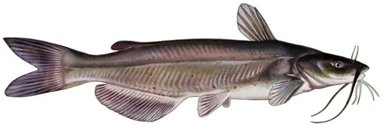 Illustration of a channel catfish, slate-gray body with scattered dark spots and long barbels around the mouth.