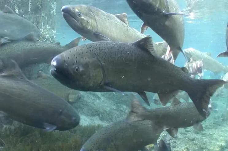 Photo of a Chinook salmon, a large silvery salmon with black spots on the back and upper tail.