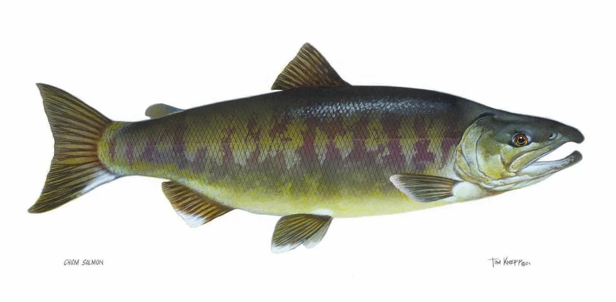 Photo of a chum salmon, showing the faint calico bars that develop on spawning adults.