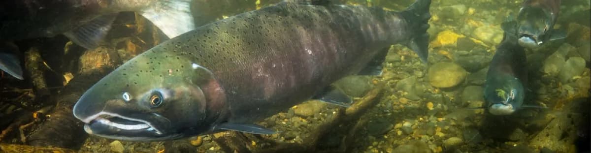 Photo of a coho salmon, metallic blue-green back and silver sides.