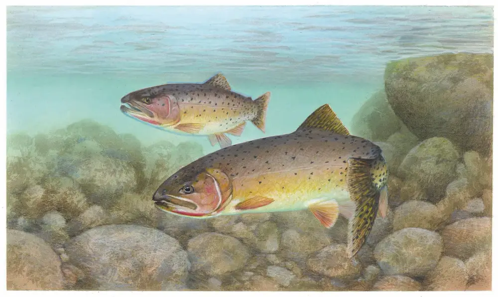 Photo of a cutthroat trout, showing the distinctive red-orange slash marks under the jaw.