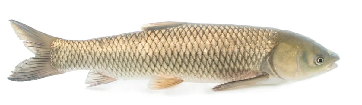 Photo of a grass carp, a large torpedo-shaped fish with olive-bronze sides and large regular scales.