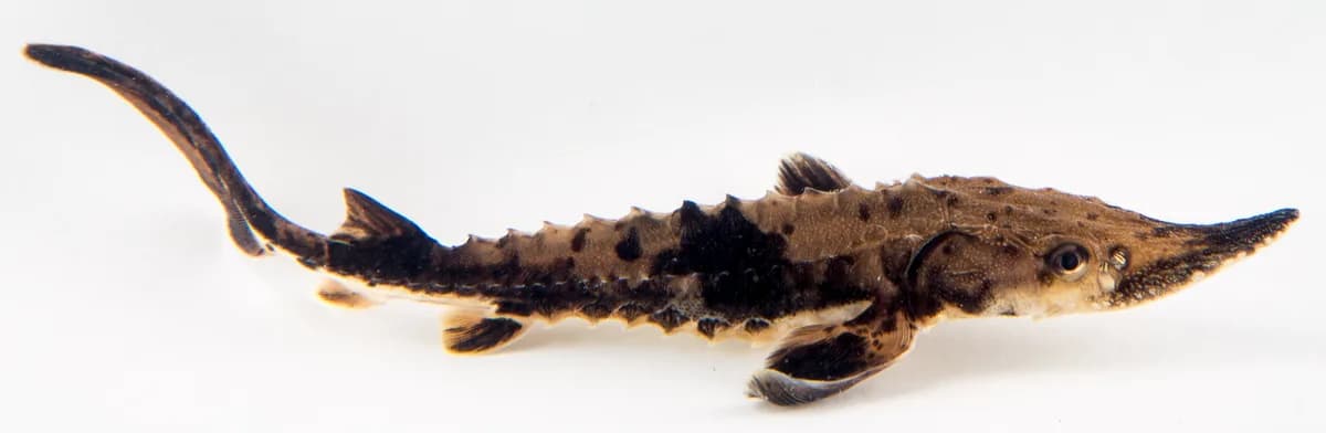Photo of a lake sturgeon, an armored, bony-plated fish with a shark-like heterocercal tail.