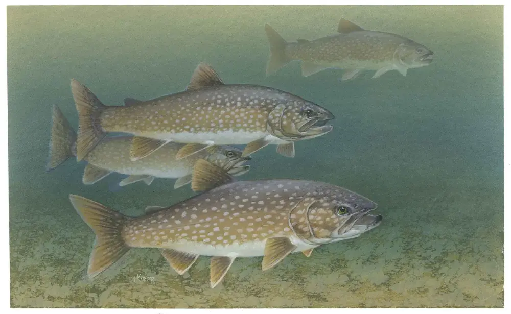 Photo of a lake trout, a deep-water char with light spots on a dark green-gray body and a deeply forked tail.