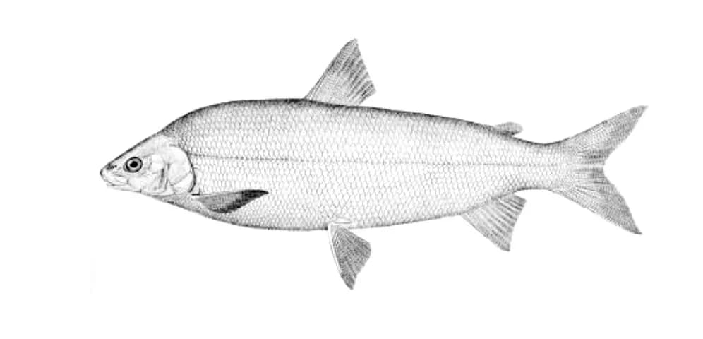 Historical illustration of a lake whitefish, a silvery, small-mouthed fish with a forked tail.
