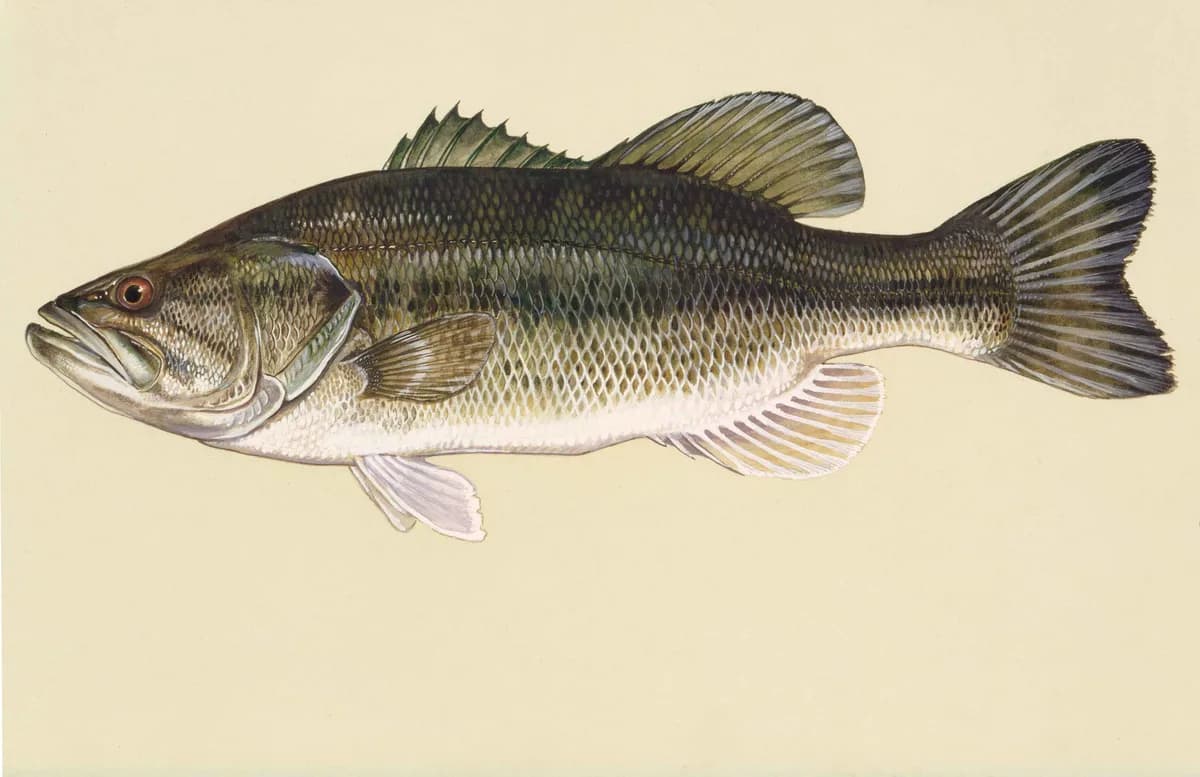 Illustration of a largemouth bass, olive-green body with a dark horizontal stripe along the flank.