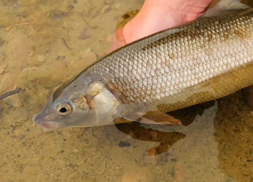 Photo of a mountain whitefish, a slender silvery fish with a small, pointed mouth, photographed at a national wildlife refuge.