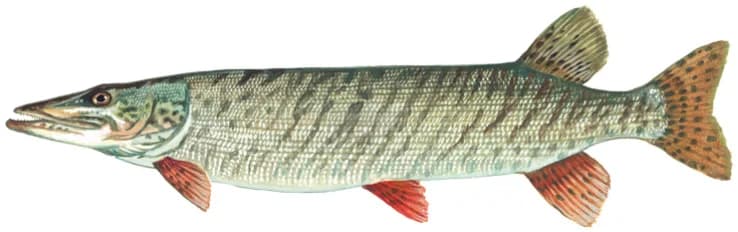 Illustration of a muskellunge, an elongated pike-like fish with a duck-bill snout and light vertical bars along an olive-green body.