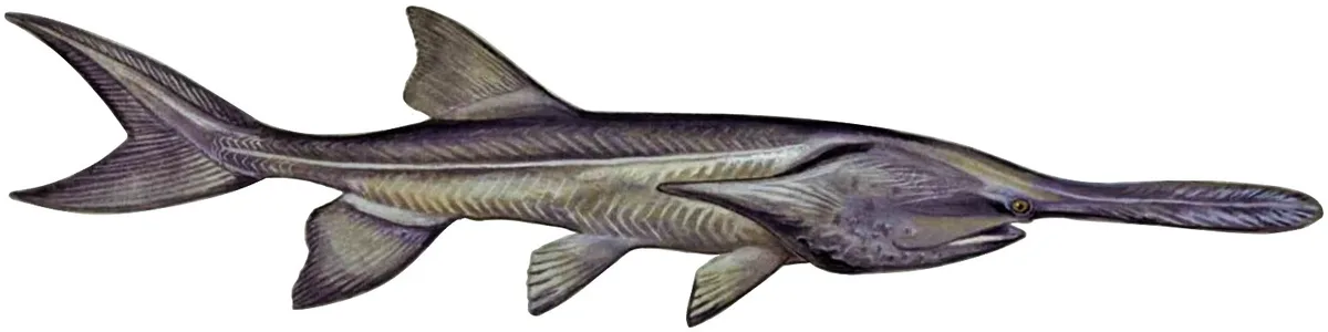 Illustration of a paddlefish, a shark-like fish with a long, flat, paddle-shaped snout.