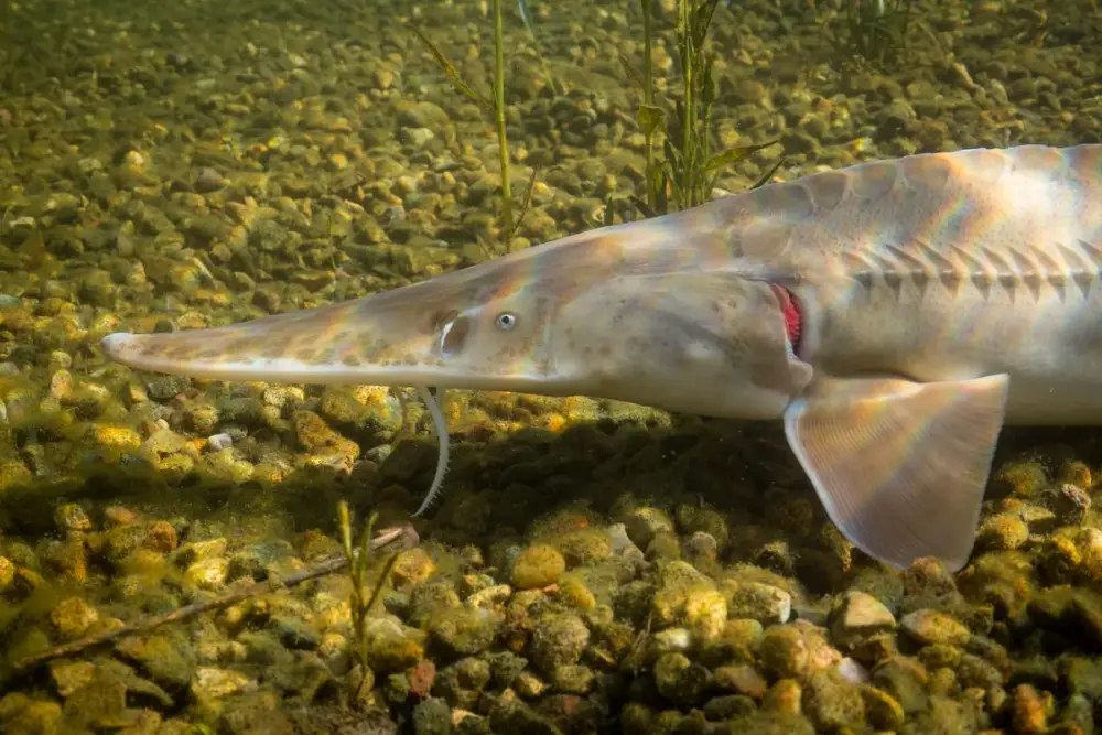 Photo of a pallid sturgeon, an endangered, flat-snouted sturgeon of the Missouri and Mississippi river basins.