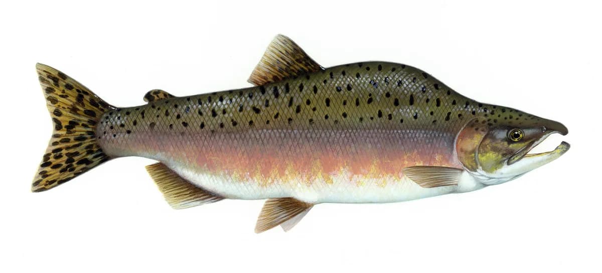 Photo of a pink salmon, the smallest Pacific salmon, with large oval black spots on the back and tail.