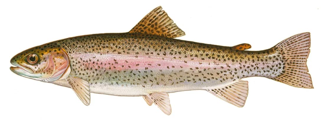 Illustration of a rainbow trout, silvery body with a broad pink stripe along the flank and small black spots.