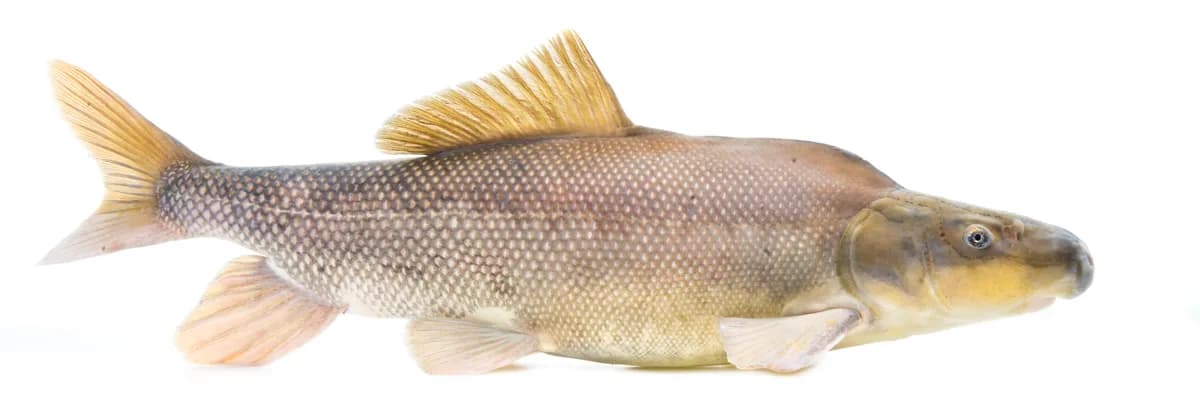 Photo of a razorback sucker, an endangered Colorado River basin fish with a distinctive sharp-edged dorsal keel behind the head.