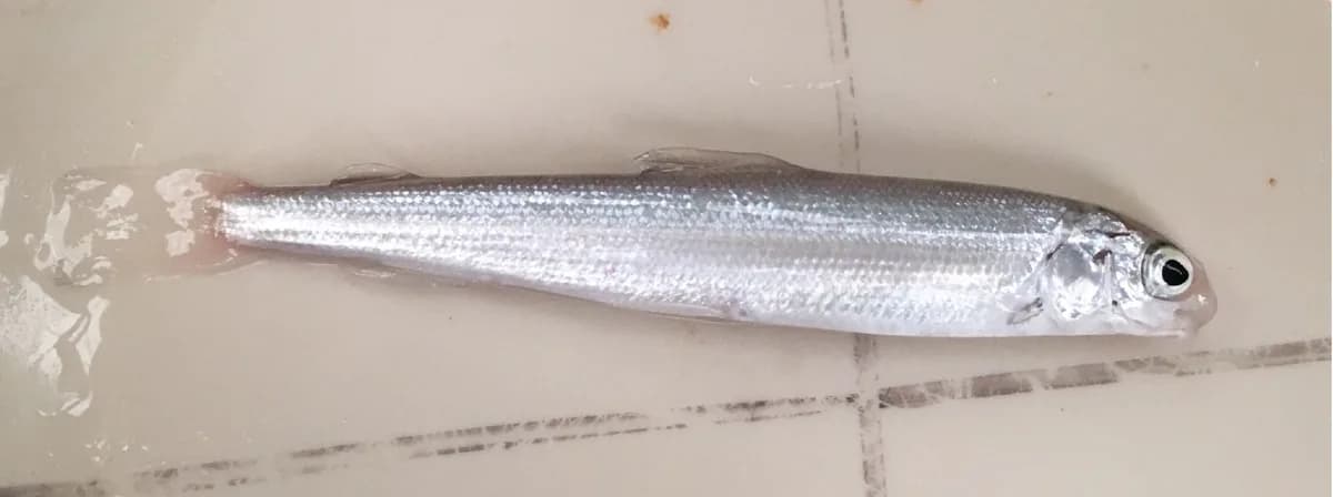 Photo of a juvenile round whitefish, a slender, cylindrical silvery fish.