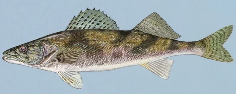 Illustration of a sauger, a walleye-like fish with a golden-brown, mottled body and a spotted dorsal fin.
