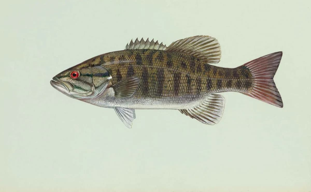 Illustration of a smallmouth bass, bronze body with faint vertical bars and a red eye.