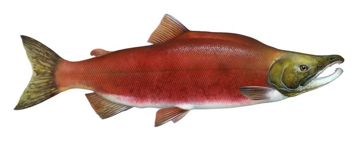 Photo of a sockeye salmon, metallic blue-green back and silver sides in its ocean phase.