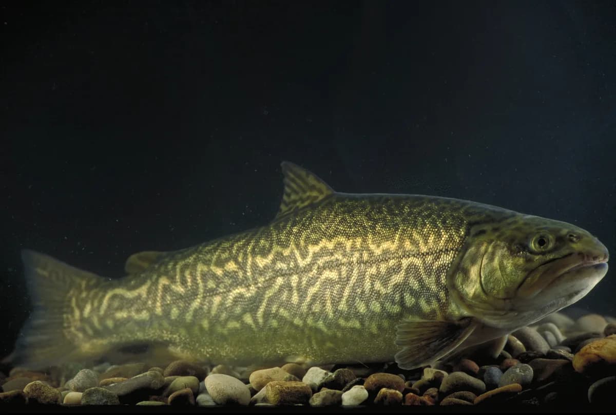 Photo of a tiger trout, a brown-trout-and-brook-trout hybrid with distinctive dark, worm-like vermiculated markings.