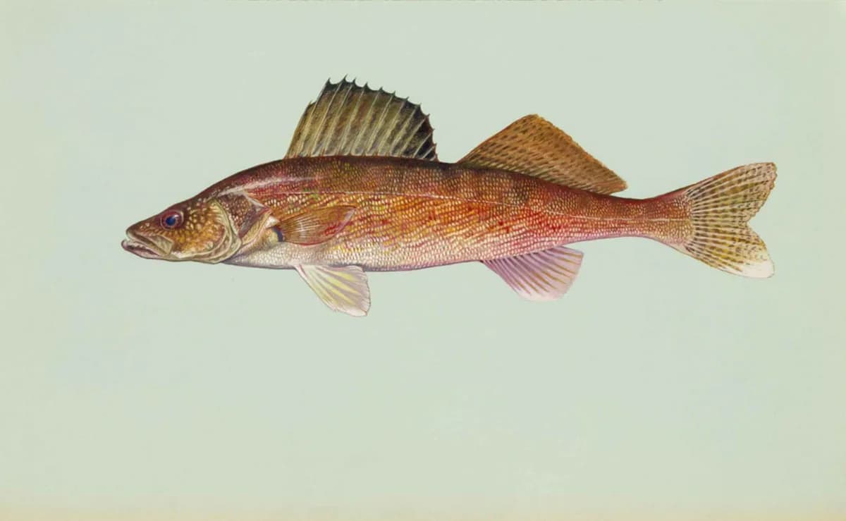 Illustration of a walleye, an olive-and-gold mottled fish with large, glassy eyes and a white-tipped lower tail lobe.