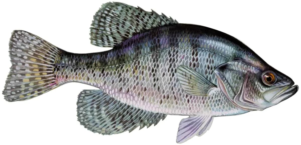Illustration of a white crappie, a silvery, deep-bodied panfish with faint vertical bars along its sides.