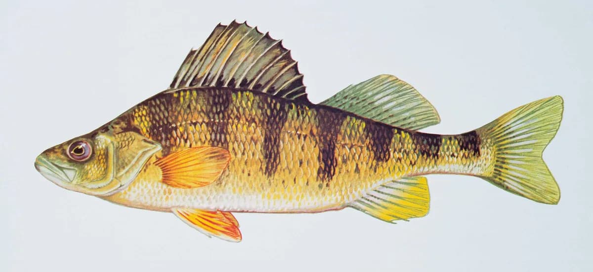 Illustration of a yellow perch, a golden-yellow fish with dark vertical bars and orange-tinged lower fins.